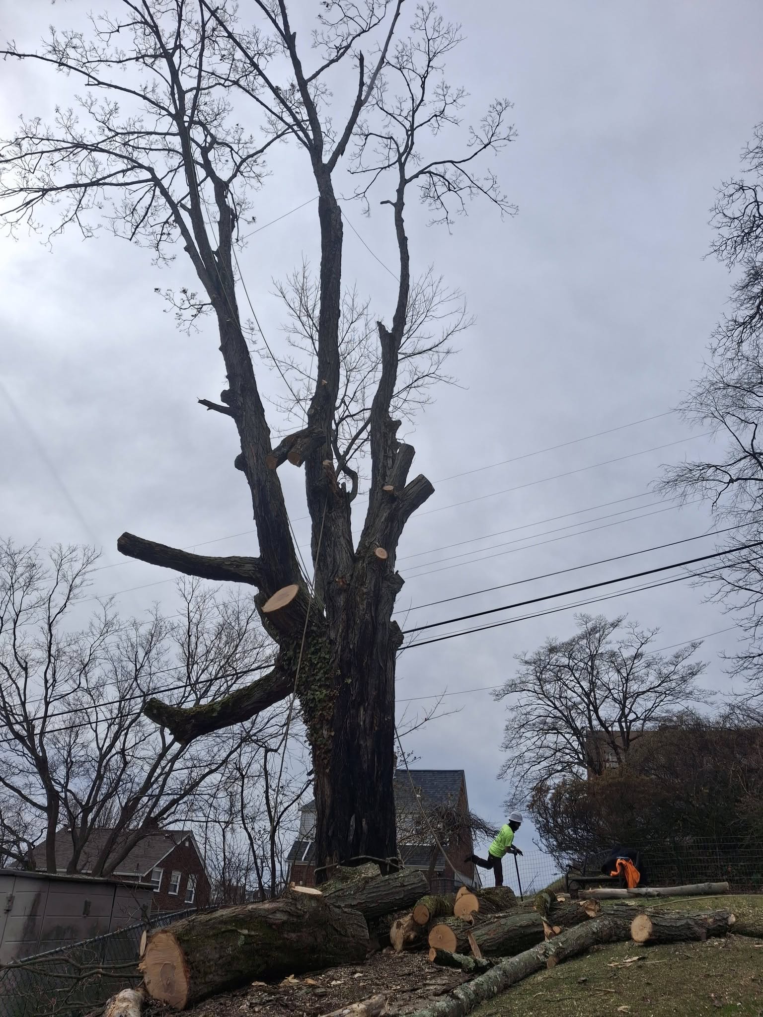 Massive removal beside power lines