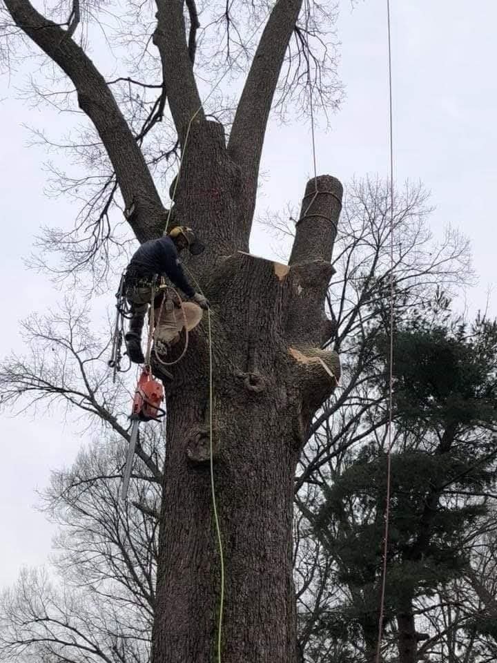 High and roped in with the saw