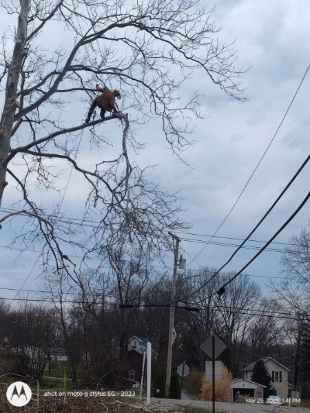 Removal beside power lines