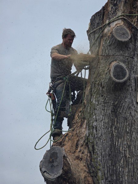 Arborist making a cut high in a tree