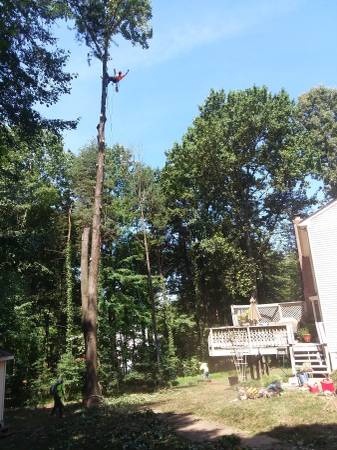 Tree removal