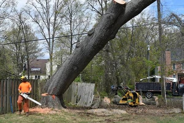 Tree trimming