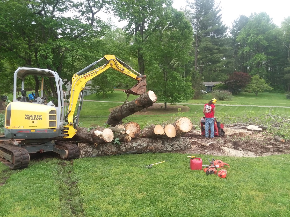 Tree work by Captain Treeman