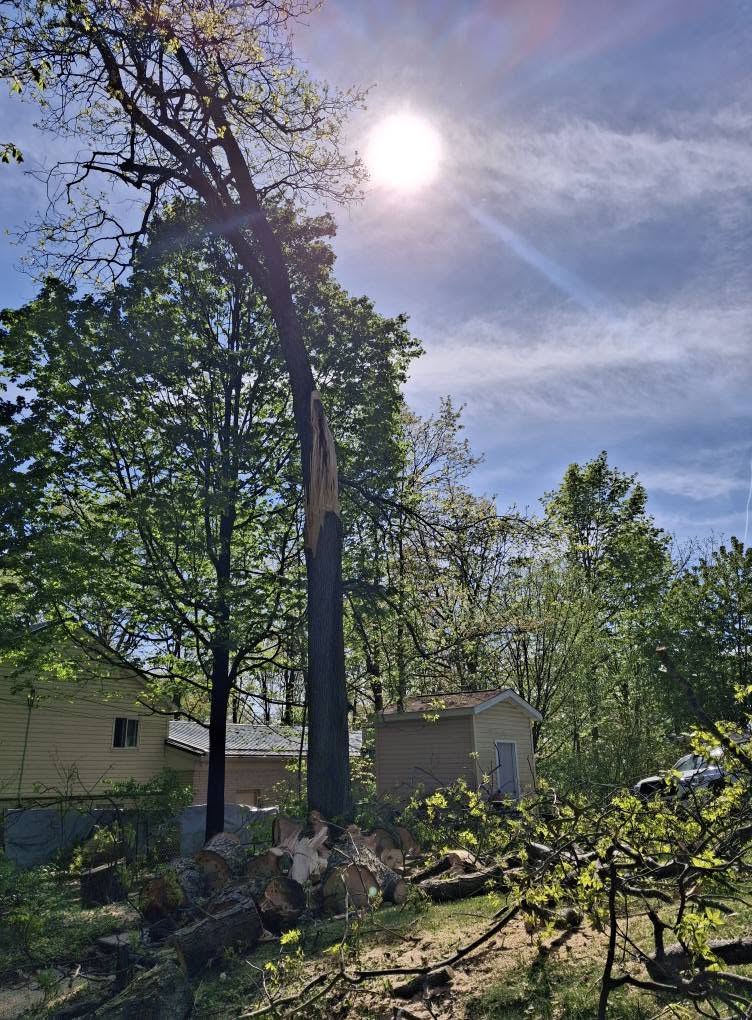 Topping a tall tree between houses